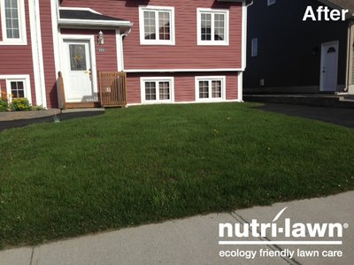 Image of the same lawn but showing just lush, green lawn. No more dandelions.