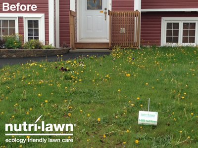 Image of lawn with large amounts of dandelions interspersed.