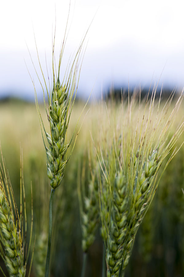 decorative blurred image of Canada wheat